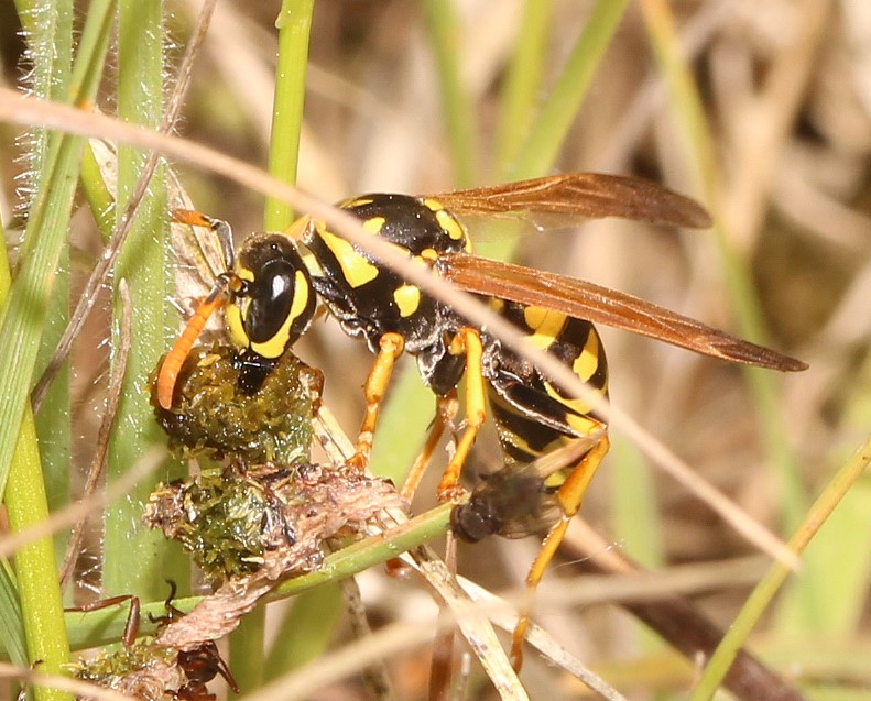 Polistes dominula-Feldwespe im Streit um Beute mit Ameisen